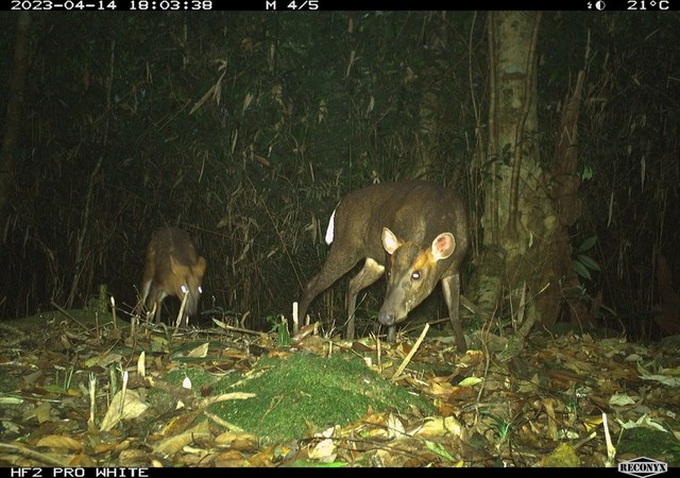 Ha Tinh national park faces wild animal care difficulties - 1 Ha Tinh national park faces wild animal care difficulties - 1