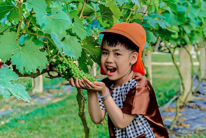 Danang vineyard attracts visitors - 6