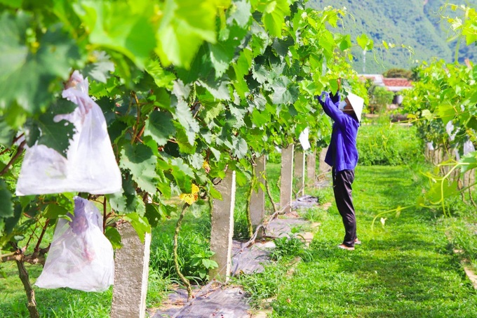 Danang vineyard attracts visitors - 1