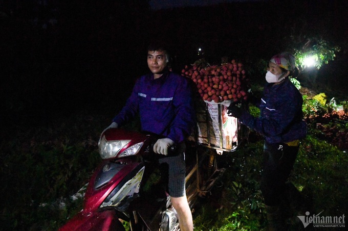 Lychee farmers busy during harvest season - 6