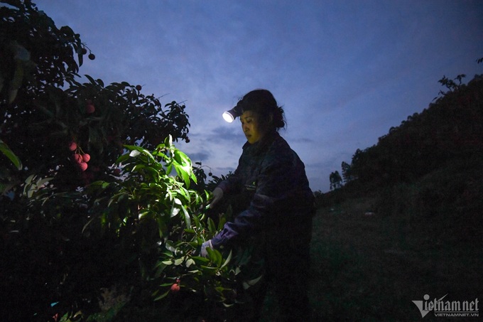 Lychee farmers busy during harvest season - 2