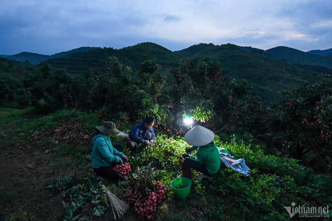 Lychee farmers busy during harvest season - 1