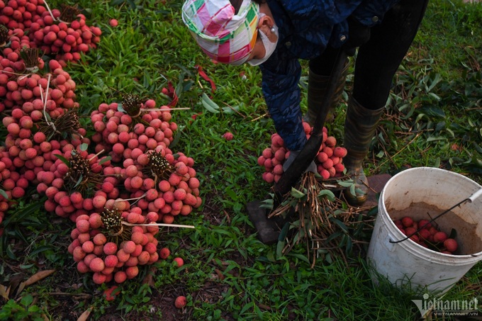 Lychee farmers busy during harvest season - 7