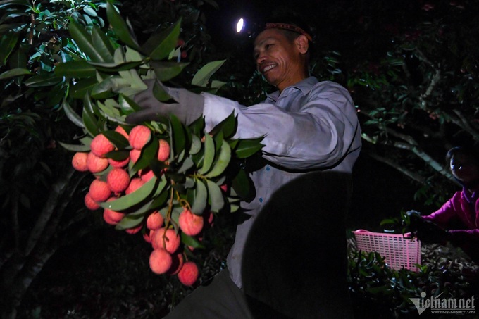 Lychee farmers busy during harvest season - 5