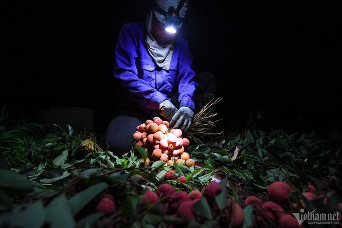 Lychee farmers busy during harvest season - 3