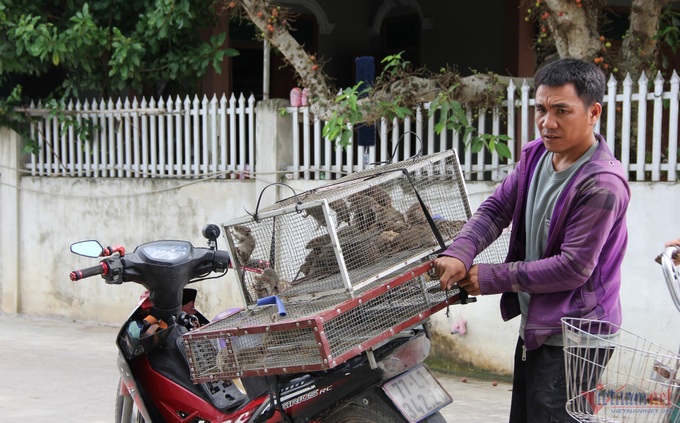 Rat hunting season in Nghe An - 2 Rat hunting season in Nghe An - 2