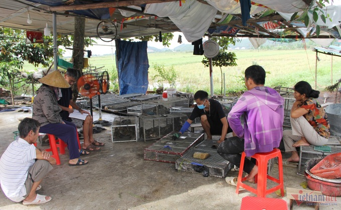 Rat hunting season in Nghe An - 4 Rat hunting season in Nghe An - 4