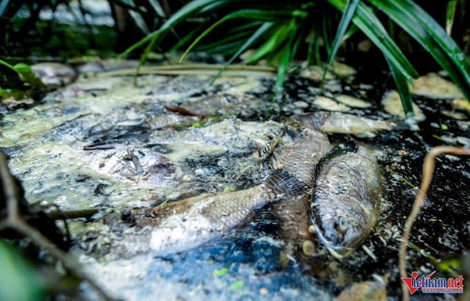 Thanh Hoa pig farm fined for illegal wastewater discharge - 3 Thanh Hoa pig farm fined for illegal wastewater discharge - 3