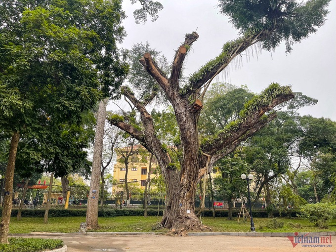 Old trees at Hanoi Botanical Gardens dying - 4