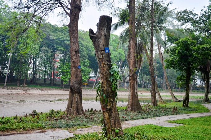 Old trees at Hanoi Botanical Gardens dying - 3