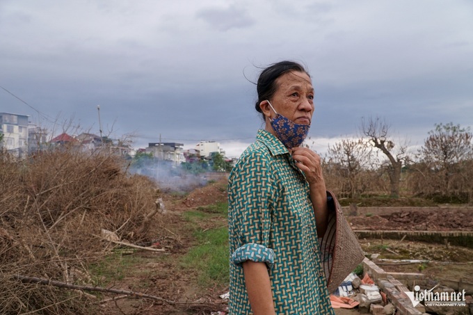 Hanoi farmers replant peaches following devastating storm - 2