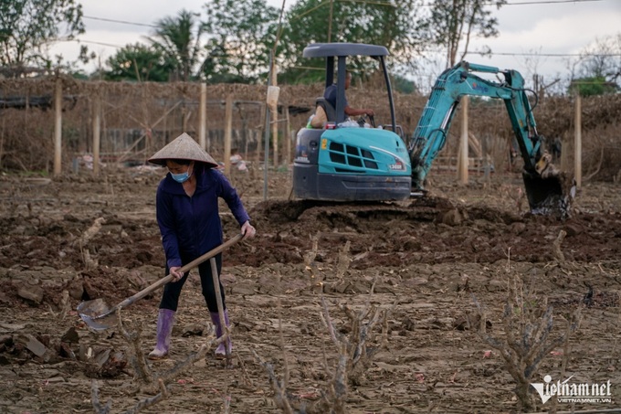 Hanoi farmers replant peaches following devastating storm - 1