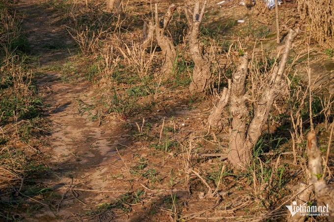 Hanoi farmers replant peaches following devastating storm - 5