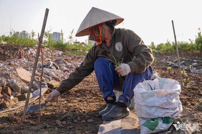 Hanoi farmers replant peaches following devastating storm - 7