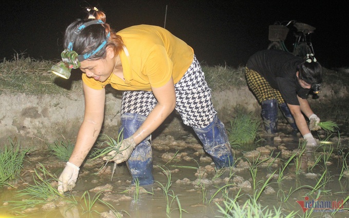 Farmers work nights to escape scorching heat - 1