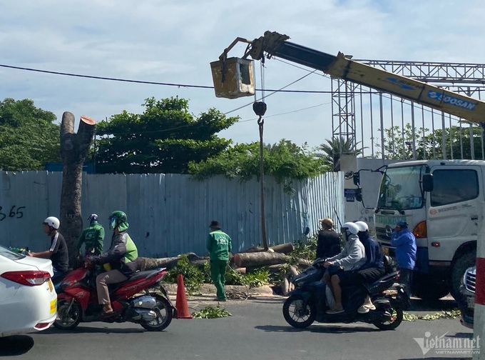Old HCM City trees felled for road construction - 1 Old HCM City trees felled for road construction - 1