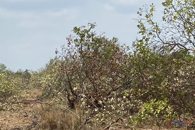 Dak Lak cashew trees cut down after dying from droughts - 1 Dak Lak cashew trees cut down after dying from droughts - 1