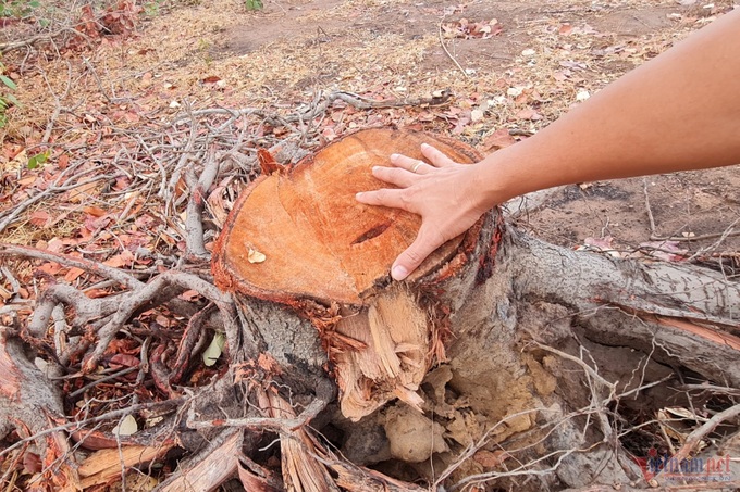 Dak Lak cashew trees cut down after dying from droughts - 2 Dak Lak cashew trees cut down after dying from droughts - 2