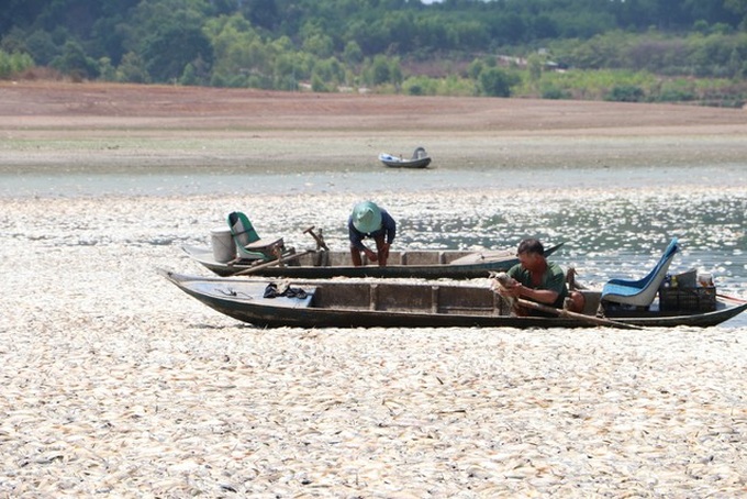 Over 200 tonnes of fish die in Song May Lake - 1 Over 200 tonnes of fish die in Song May Lake - 1