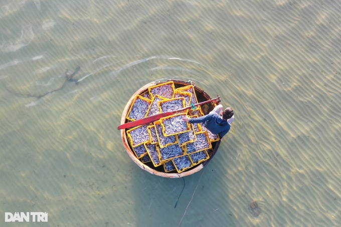 Anchovy season in Quang Ngai - 3