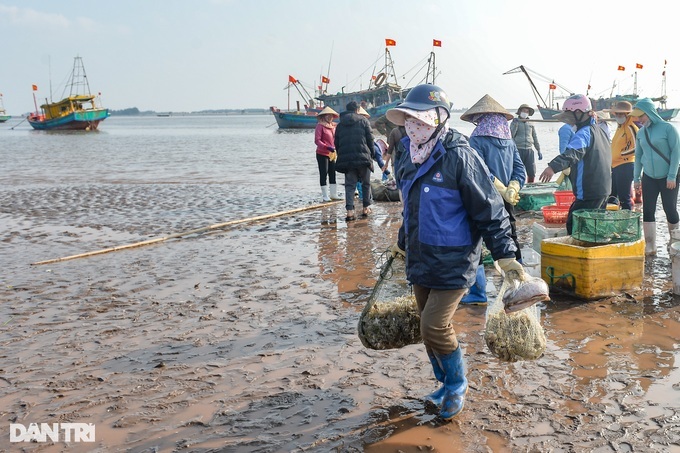 Nam Dinh fishermen enjoy big catches of mantis shrimp - 1 Nam Dinh fishermen enjoy big catches of mantis shrimp - 1
