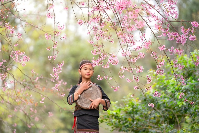 Mang Den’s cherry blossom season attracts visitors - 7 Mang Den’s cherry blossom season attracts visitors - 7