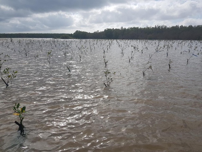 HSBC Vietnam to spend VND10bn to revive mangrove forest in Vietnam - 1