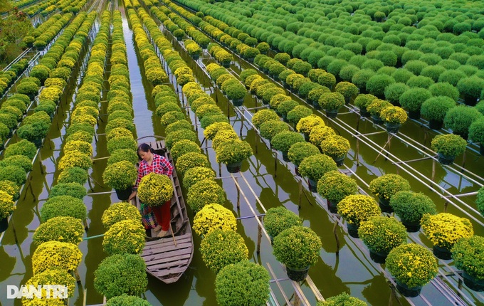 Dong Thap Flower village ahead of Tet - 2