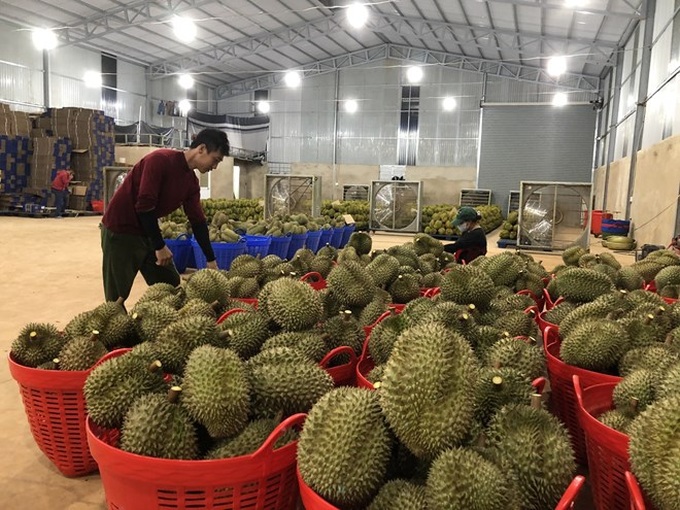 Durian traders face losses amid falling prices - 1