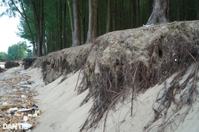 Thanh Hoa beach severely eroded - 4 Thanh Hoa beach severely eroded - 4
