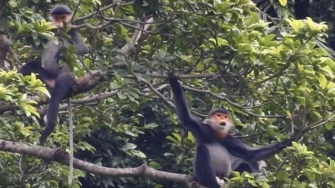 Men receive prison sentences for hunting rare animal - 1