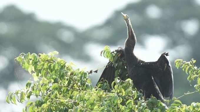 Endangered 500 snakebird flock discovered in Dong Nai - 1 Endangered 500 snakebird flock discovered in Dong Nai - 1