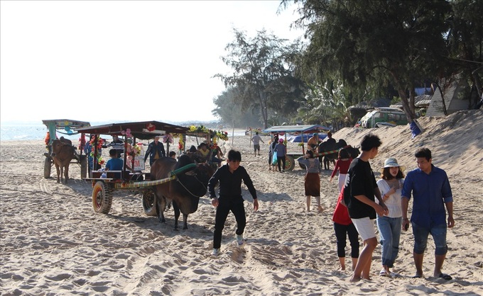 Cow riding service launched in Binh Thuan - 3 Cow riding service launched in Binh Thuan - 3