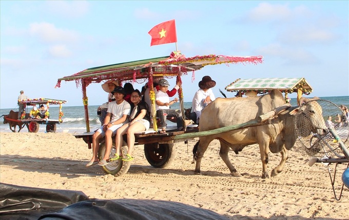 Cow riding service launched in Binh Thuan - 1 Cow riding service launched in Binh Thuan - 1