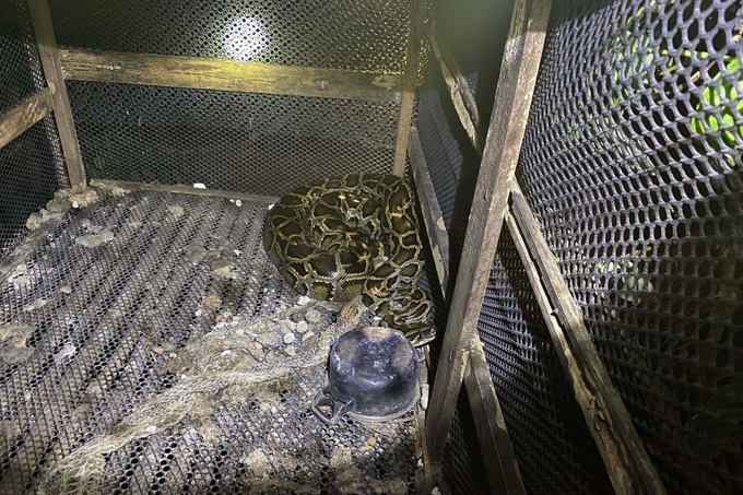 Binh Phuoc man killed by python - 1 Binh Phuoc man killed by python - 1