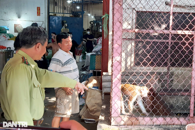 Five monkeys in HCM City handed over - 1