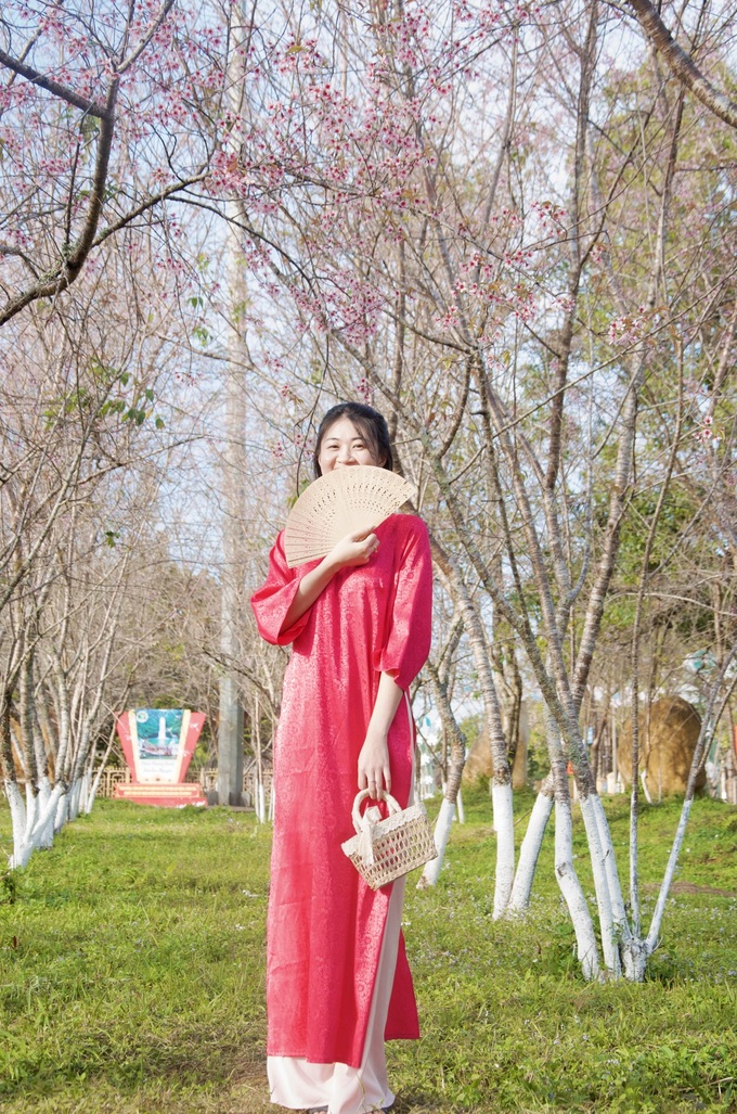 Mang Den’s cherry blossom season attracts visitors - 5 Mang Den’s cherry blossom season attracts visitors - 5