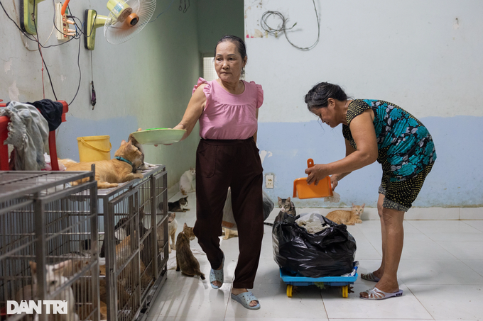HCM City woman’s love for abandoned cats - 2