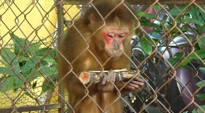 Stump-tailed macaque disturbs Quang Tri residential area - 1