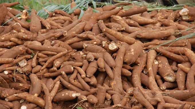 Vietnamese cassava exports to China recover - 1