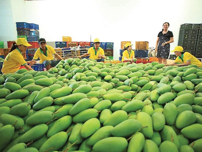 Vietnam stands 13th worldwide in mango productivity - 1