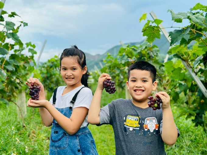 Danang vineyard attracts visitors - 5