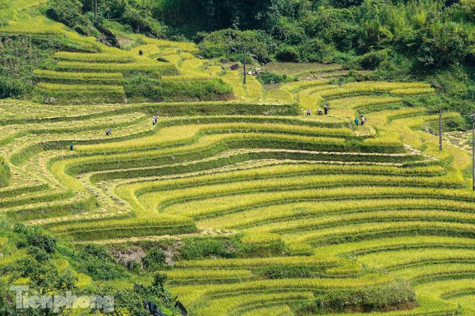 Y Ty’s terraced rice fields ripen - 1