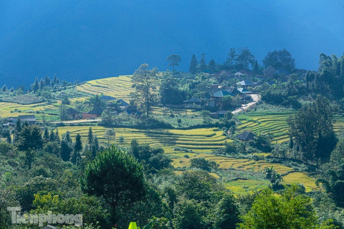 Y Ty’s terraced rice fields ripen - 7