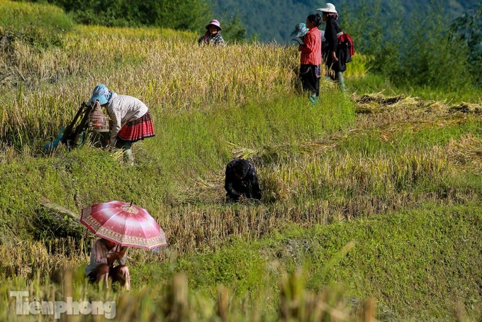 Y Ty’s terraced rice fields ripen - 5