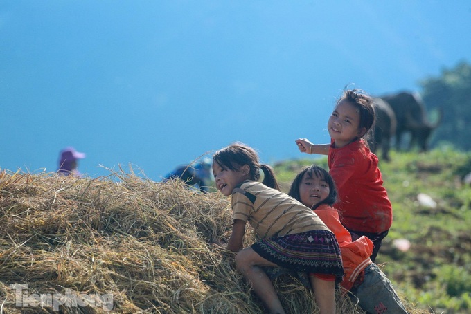 Y Ty’s terraced rice fields ripen - 3