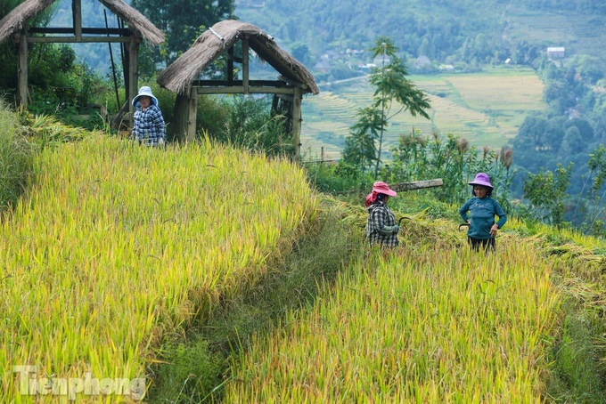 Y Ty’s terraced rice fields ripen - 4