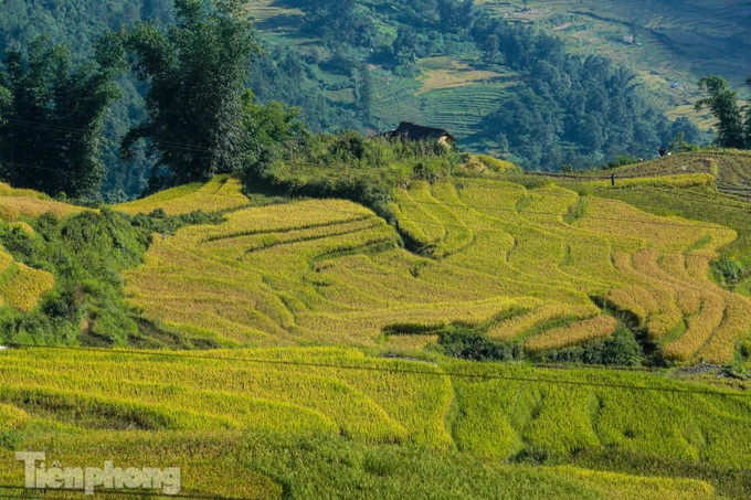 Y Ty’s terraced rice fields ripen - 2