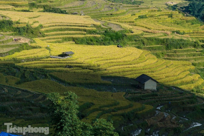 Y Ty’s terraced rice fields ripen - 6