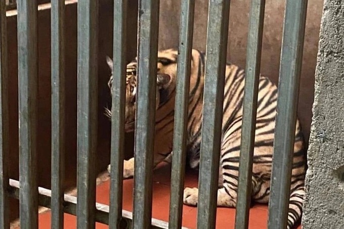 Future of Nghe An rescued tigers considered - 1 Future of Nghe An rescued tigers considered - 1